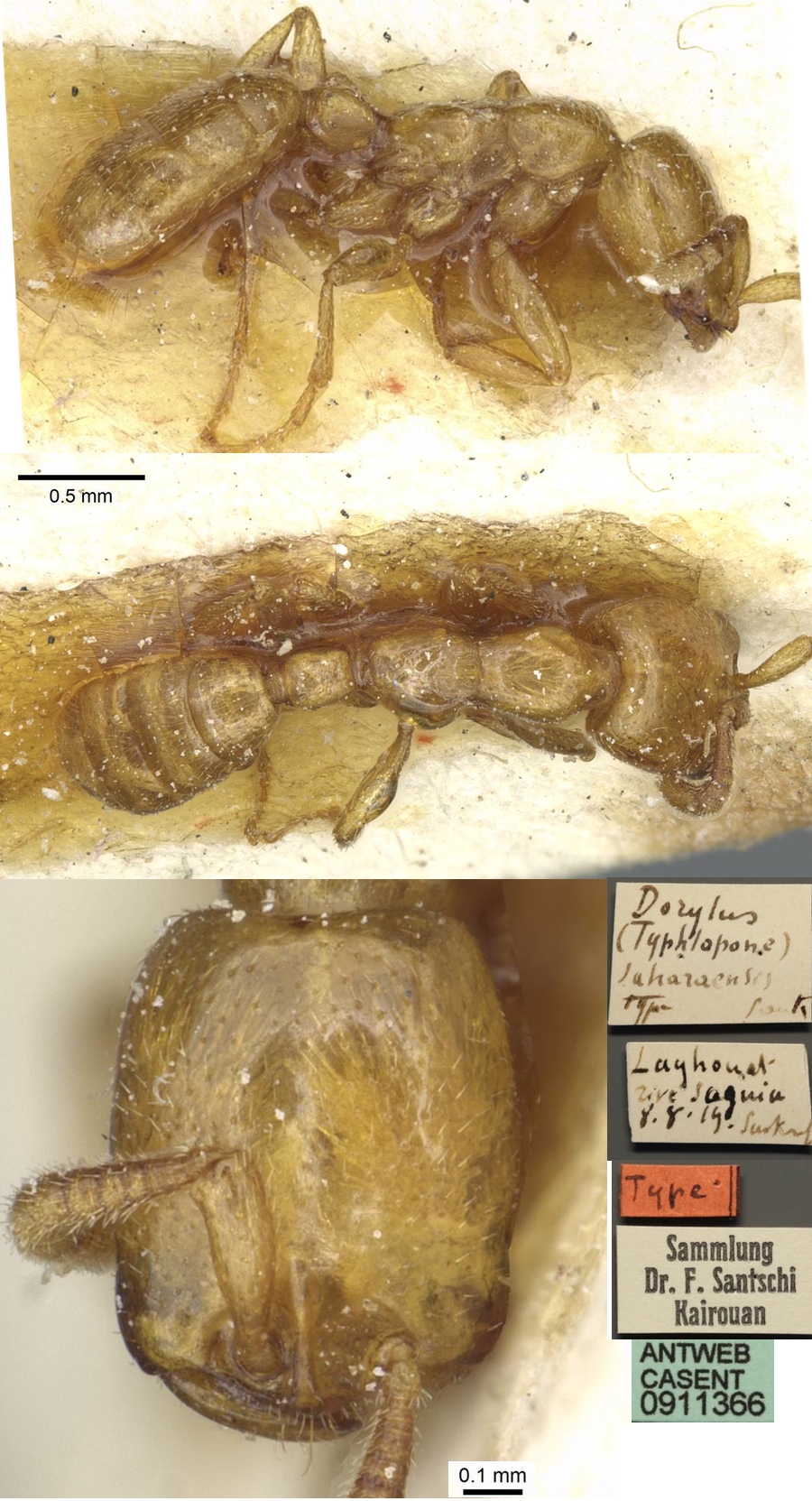 {Dorylus saharensis type minor}