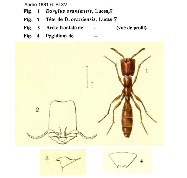 {Dorylus oraniensis}