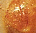 {Dorylus (Typhlopone) oraniensis pygidium}