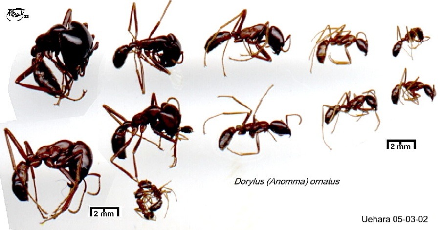 {Dorylus ornatus polymorphism}