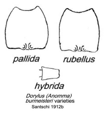 {Dorylus rubellus}