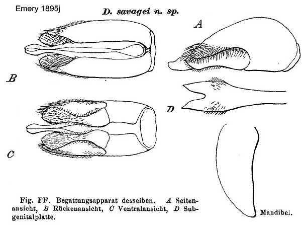 Dorylus savagei