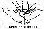 {Dorylus (Dorylus) species head}