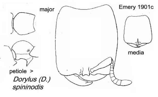 {Dorylus (D.) spininodis}