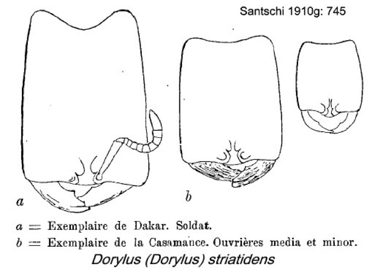 {Dorylus (D.) striatidens}