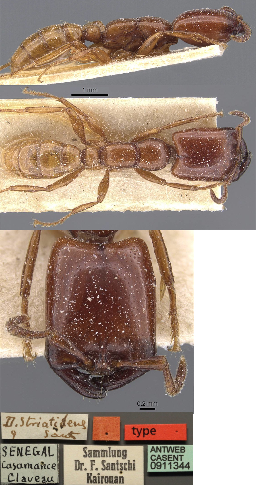 {Dorylus (D.) striatidens major)