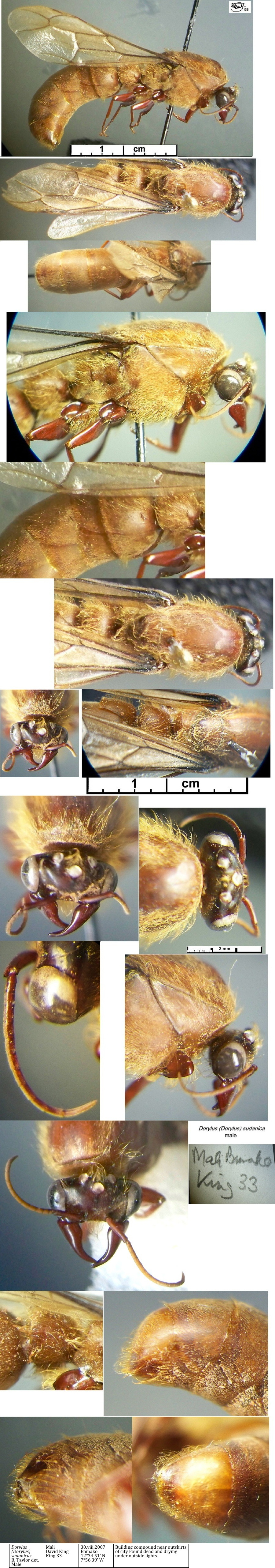{Dorylus sudanicus male}