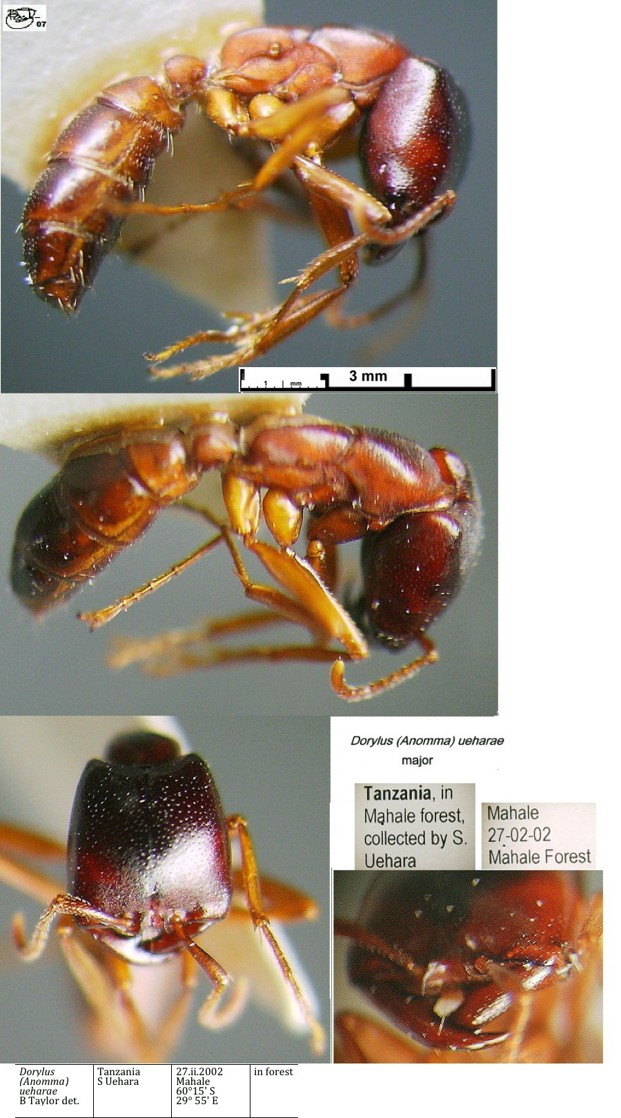 {Dorylus (Anomma) new species Mahale}