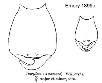 {Dorylus (Anomma) wilverthi}