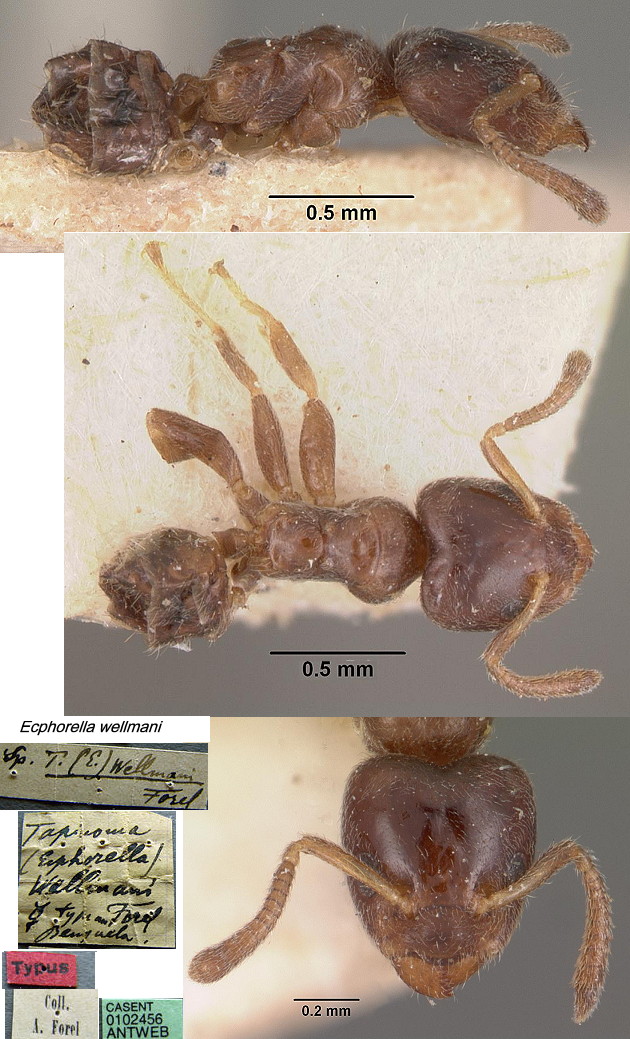 {Ecphorella wellmani}