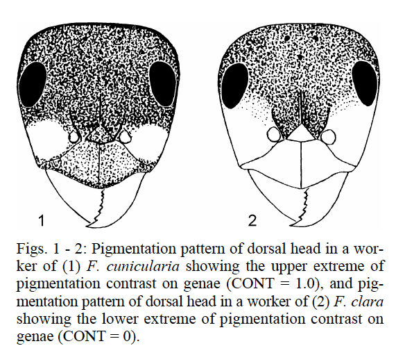 Formica clara head