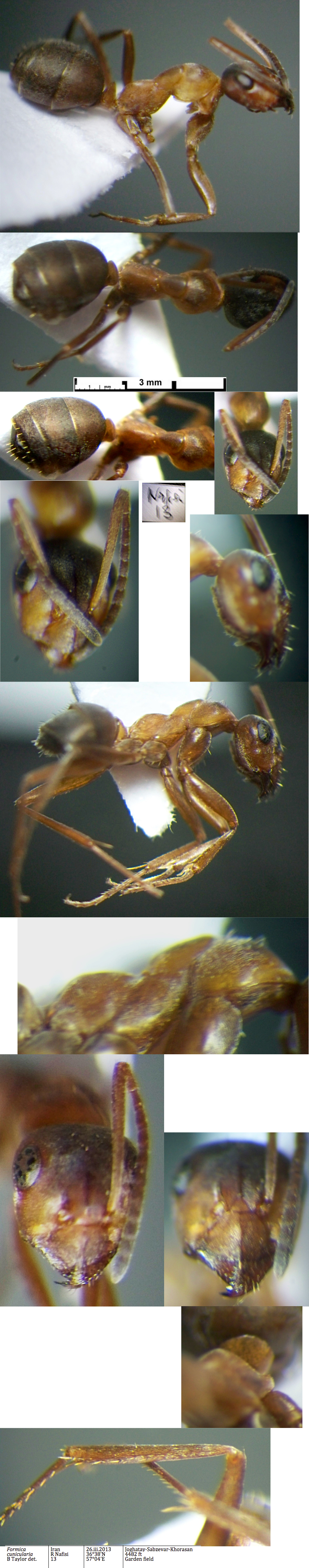 Formica cunicularia Nafisi 13