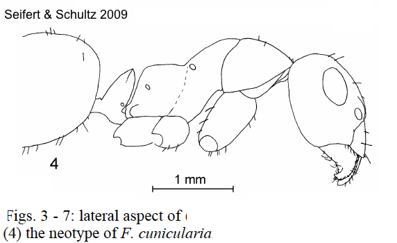 Formica cunicularia