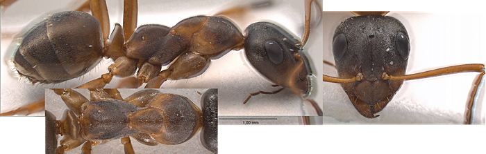 Formica persica