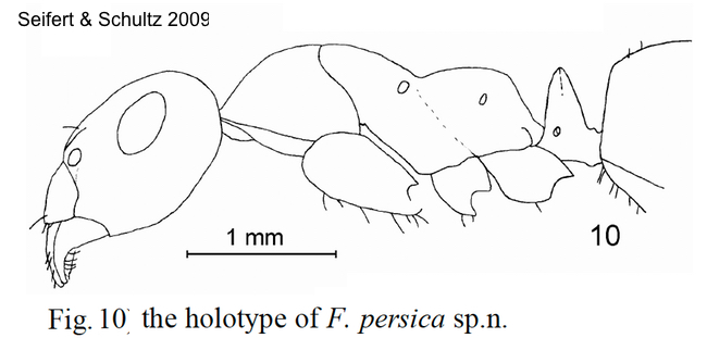 Formica persica