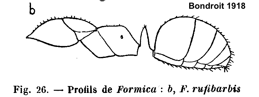 Formica rufibarbis