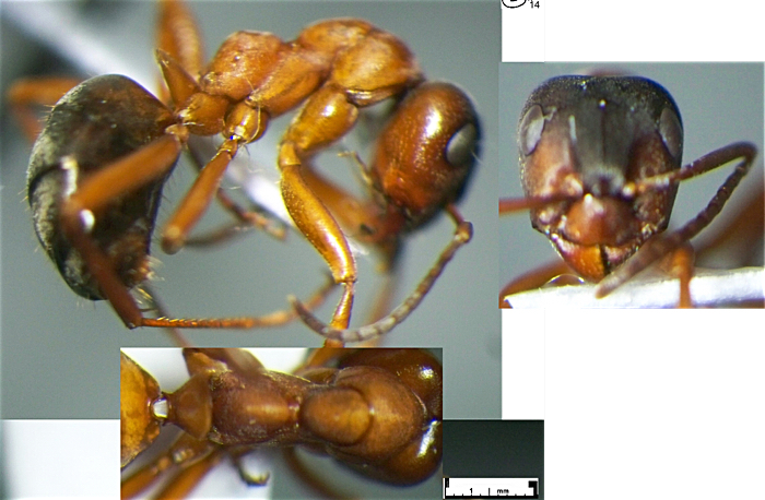 Formica sanguinea