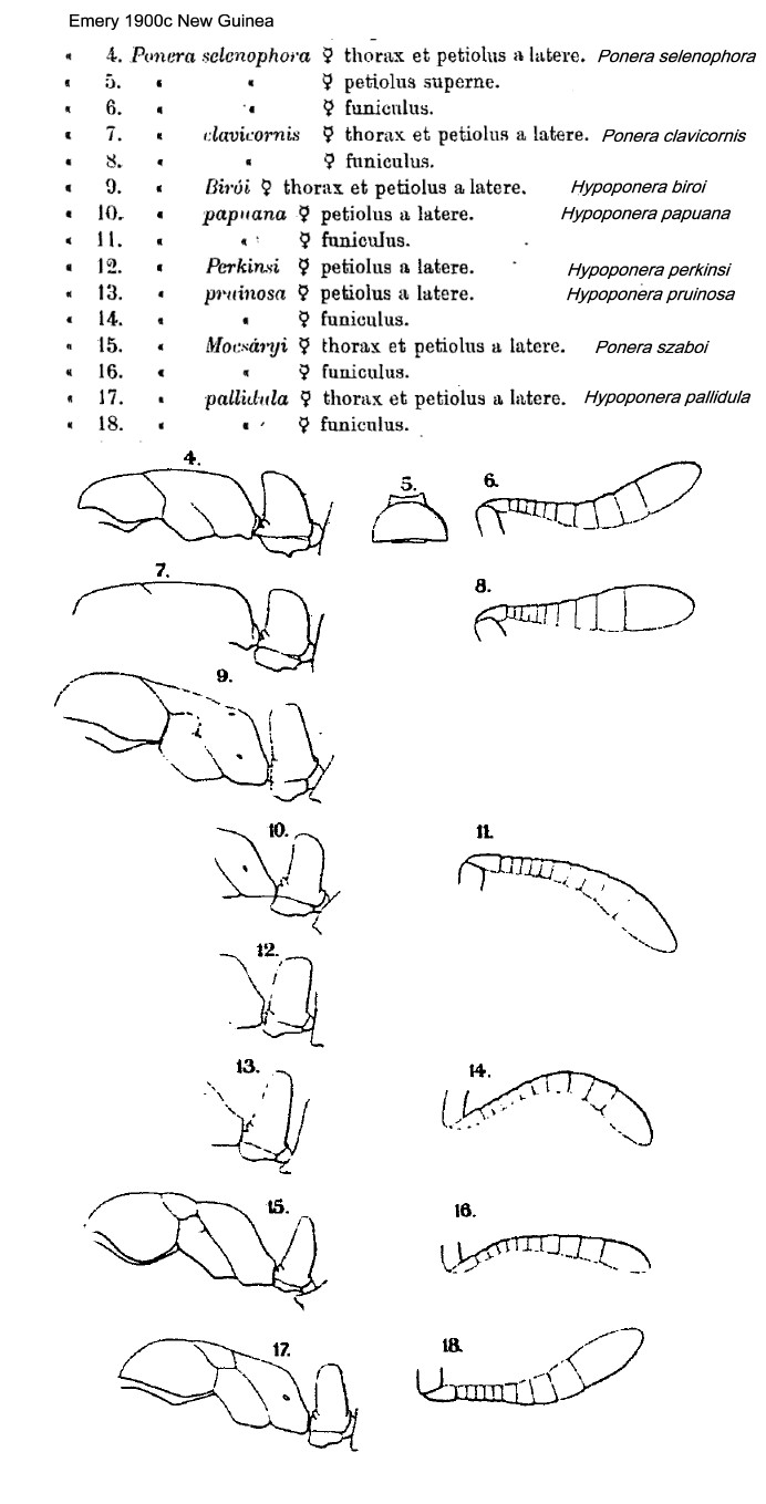 {Ponera/Hypoponera Emery New Guinea}