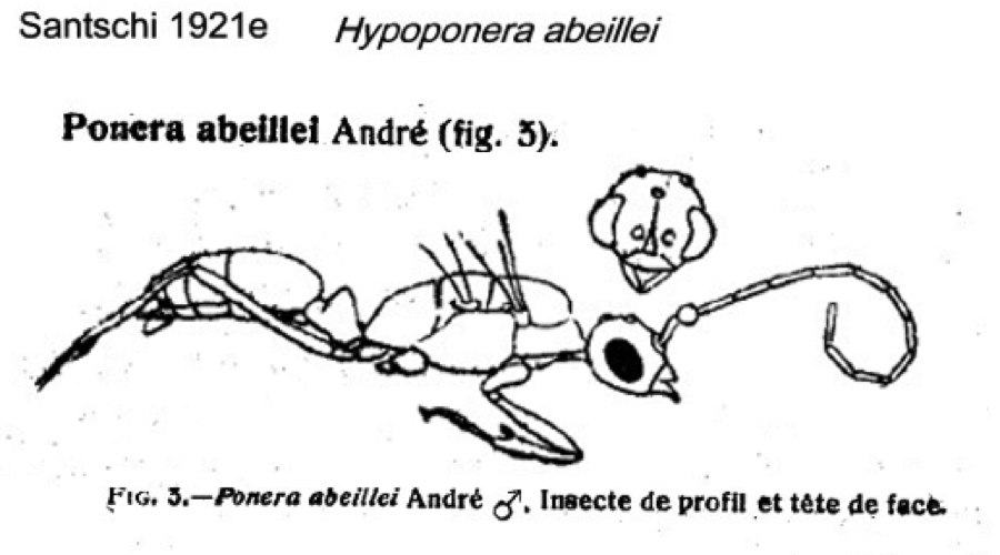 Hypoponera abeillei male