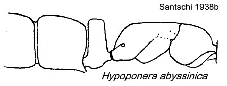 {Hypoponera abyssinica}