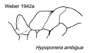 {Hypoponera ambigua}