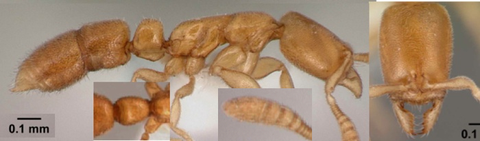 Hypoponera angustata