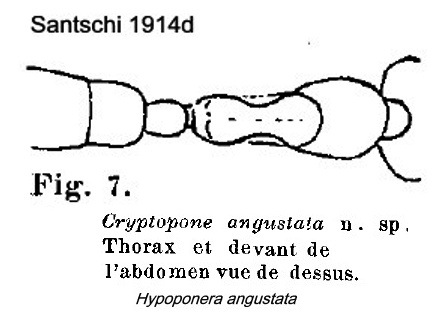 {Hypoponera angustata}