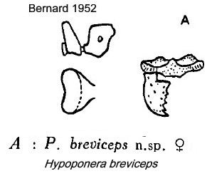 {Hypoponera breviceps}