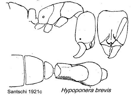 {Hypoponera brevis}