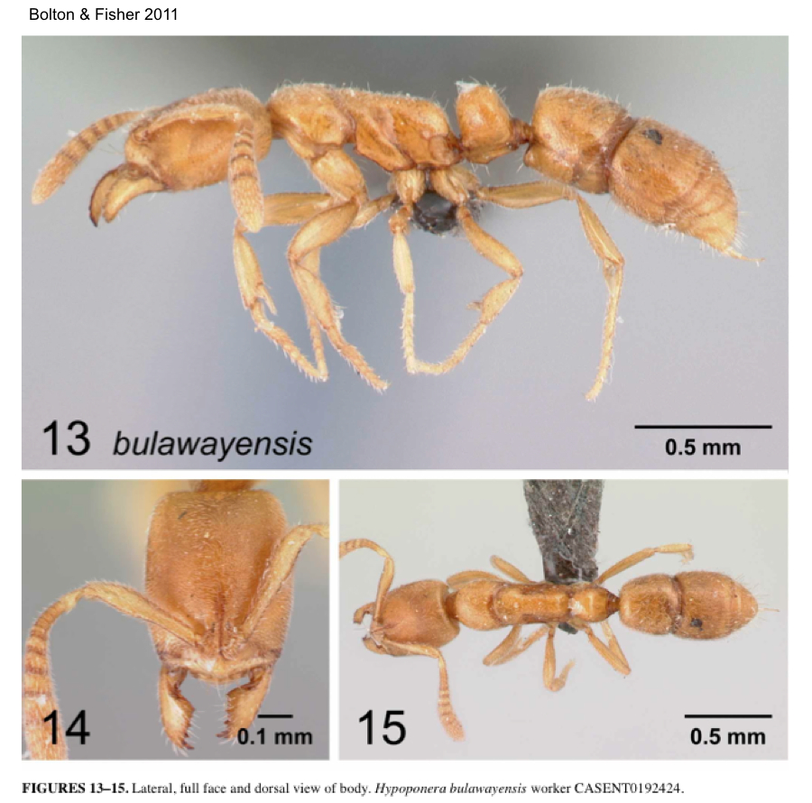 {Hypoponera bulawayensis}