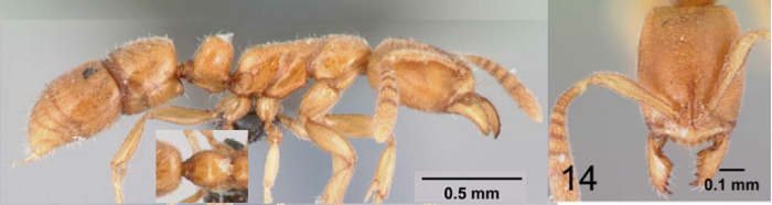 Hypoponera bulawayensis