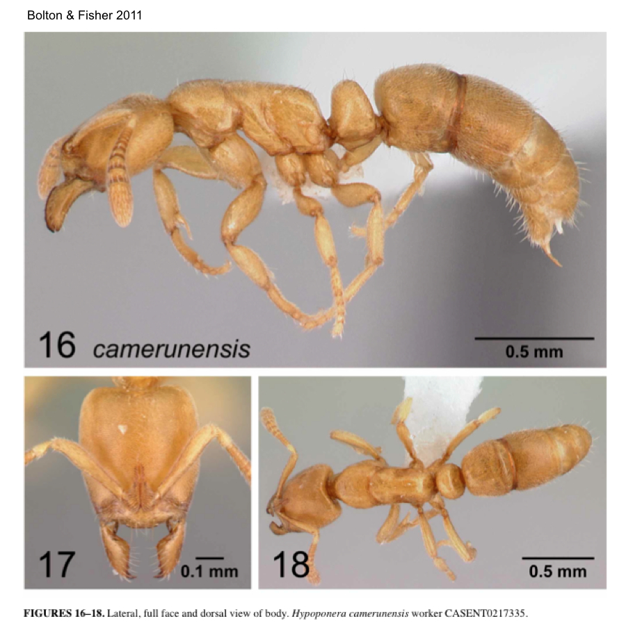 {Hypoponera cammerunensis}