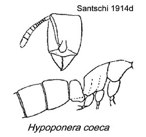 {Hypoponera coeca}