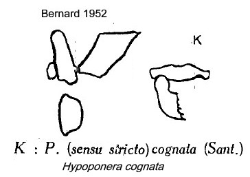 {Hypoponera cognata}