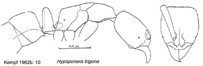 {Hypoponera trigona}