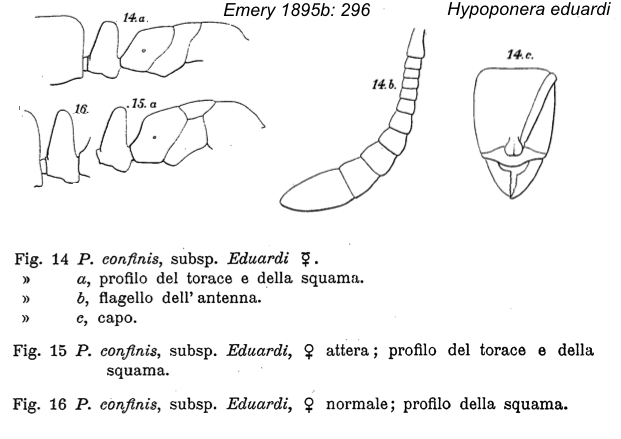 {Hypoponera eduardi}