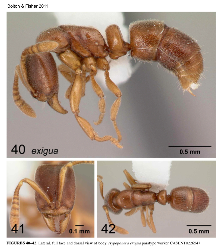 {Hypoponera exigua}