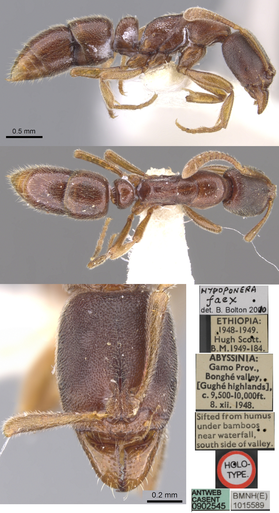 {Hypoponera faex}