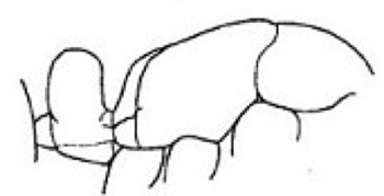 Hypoponera imatongica