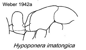 {Hypoponera imatongica}