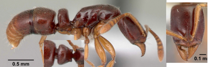 Hypoponera importuna