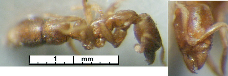 Hypoponera inaudax