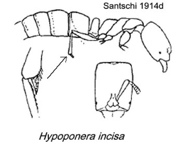 {Hypoponera incisa}