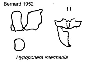 {Hypoponera intermedia}