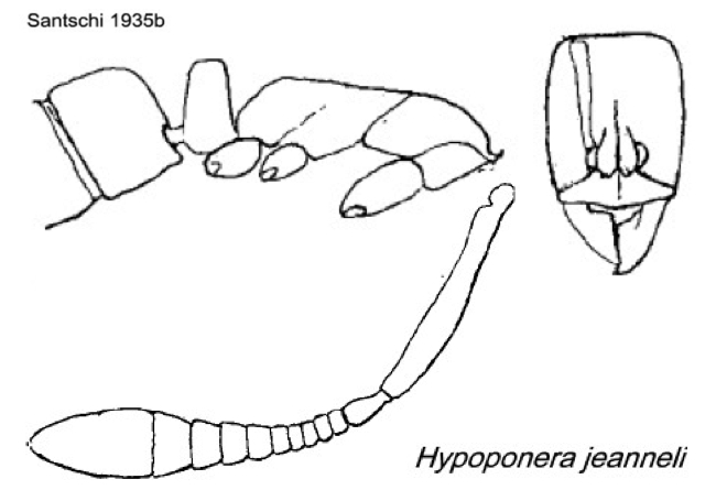 {Hypoponera jeanneli}