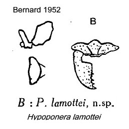 {Hypoponera lamottei}