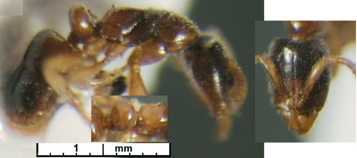 Hypoponera lea