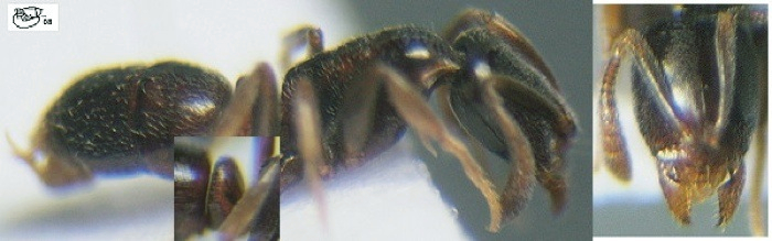 Hypoponera lotti