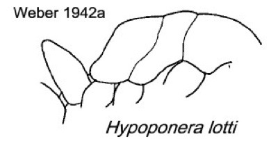 {Hypoponera lotti}