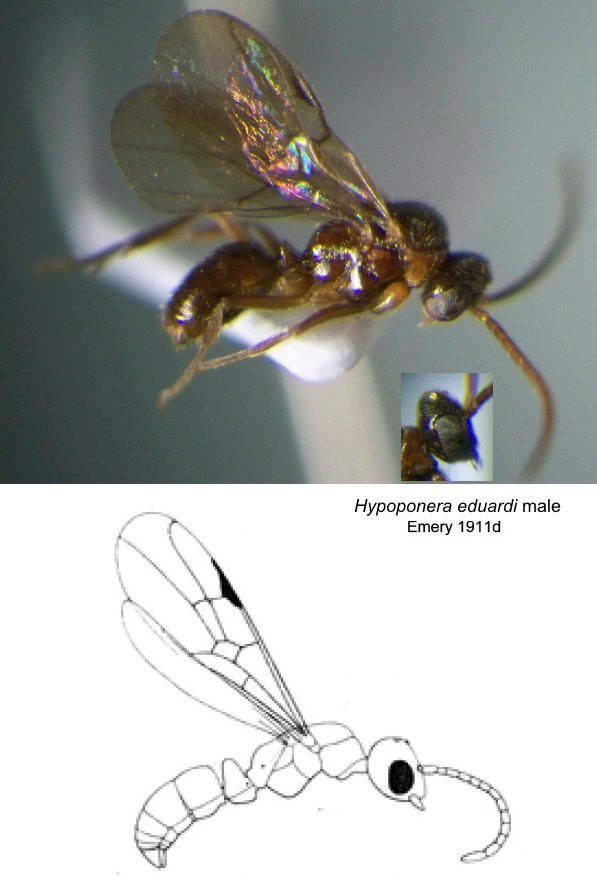 {Hypoponera males comparision}